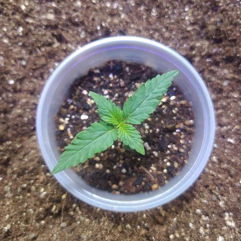 Footduck growlog photo: Crescimento saudável folhas bem finas e longas nós primeiros dias. 
Seu tronco cresce bem rente as ramificações aparentemente será uma planta mais baixa porém robusta. 