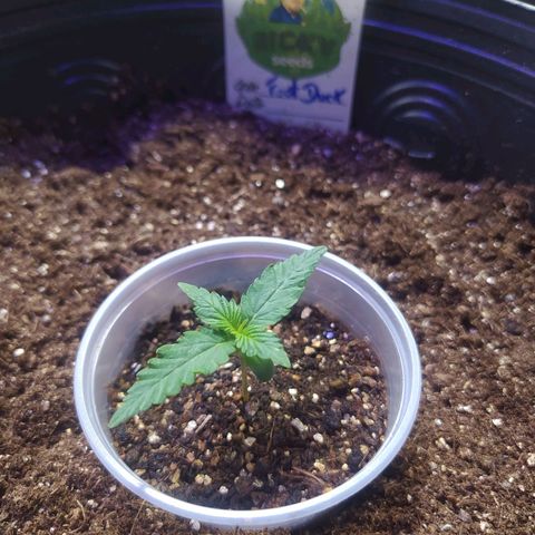 Footduck growlog photo: Crescimento saudável folhas bem finas e longas nós primeiros dias. 
Seu tronco cresce bem rente as ramificações aparentemente será uma planta mais baixa porém robusta. 