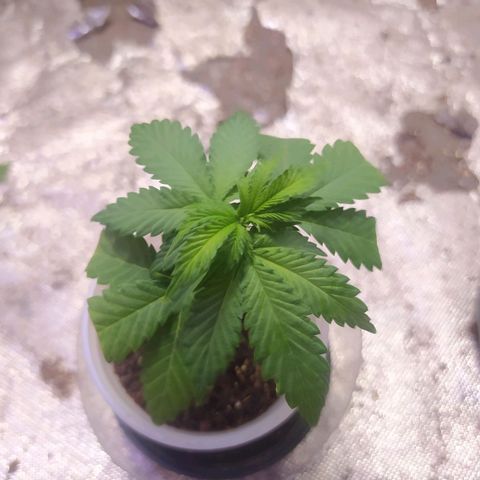 Tropicana Banana (Clone¹) growlog photo: Clone segue sem muitas diferenças expostas. 
Mesmo assim não tem nenhum sinal de amarelamento e folhas murchas.
