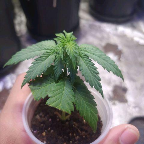Tropicana Banana (Clone¹) growlog photo: Clone segue sem muitas diferenças expostas. 
Mesmo assim não tem nenhum sinal de amarelamento e folhas murchas.