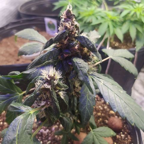 Purple haze growlog photo: Desenvolvimento na flora segue apesar do tamanho. 