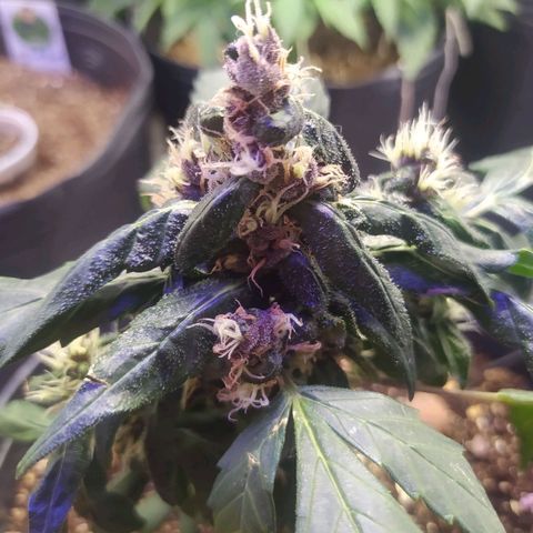 Purple haze growlog photo: Desenvolvimento na flora segue apesar do tamanho. 