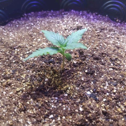 Footduck growlog photo: Realizado transplante para caso de 11L