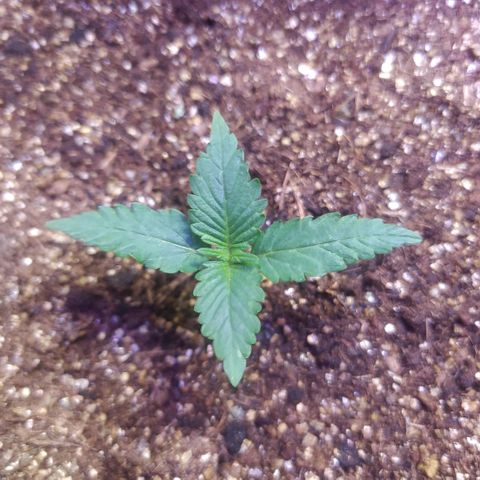 Footduck growlog photo: Realizado transplante para caso de 11L