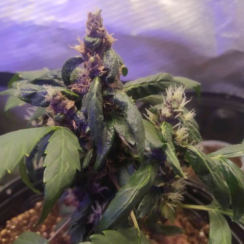 Purple haze growlog timeline photo