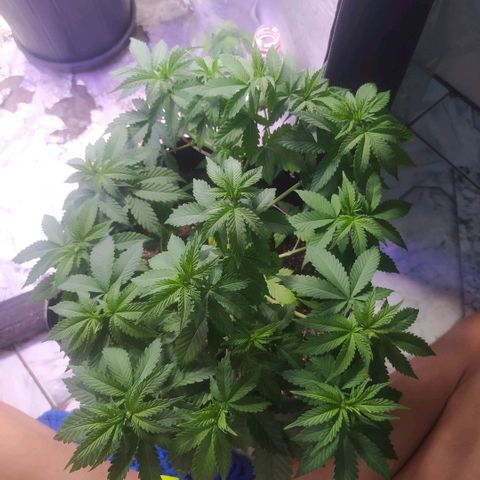 Tropicana Banana  growlog photo: Ramificações recebem luz mas tem seu desenvolvimento bem lento. 
