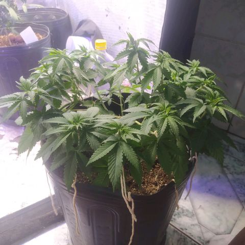 Tropicana Banana  growlog photo: Ramificações recebem luz mas tem seu desenvolvimento bem lento. 
