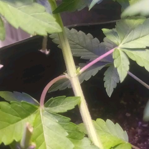 Tropicana Banana  growlog photo: Ramificações recebem luz mas tem seu desenvolvimento bem lento. 
