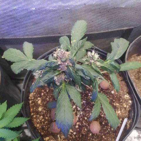 Purple haze growlog timeline photo