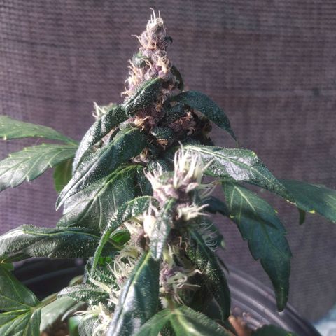 Purple haze growlog photo: Crescimento e desenvolvimento em evolução. 
Planta já apresenta tricomas e terpenos, seus tricomas estão crescendo e engordando. 
Ainda não vejo anteracao na coloração dos tricomas.