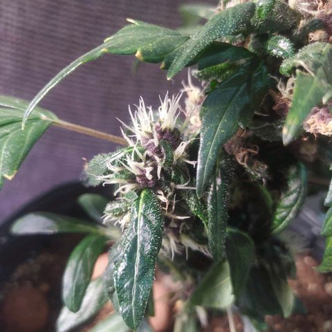 Purple haze growlog photo: Crescimento e desenvolvimento em evolução. 
Planta já apresenta tricomas e terpenos, seus tricomas estão crescendo e engordando. 
Ainda não vejo anteracao na coloração dos tricomas.