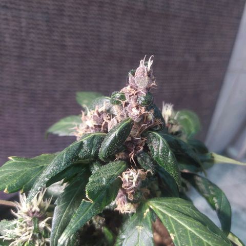 Purple haze growlog photo: Crescimento e desenvolvimento em evolução. 
Planta já apresenta tricomas e terpenos, seus tricomas estão crescendo e engordando. 
Ainda não vejo anteracao na coloração dos tricomas.