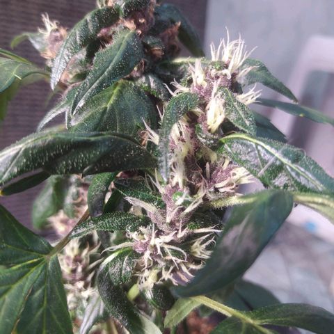Purple haze growlog photo: Crescimento e desenvolvimento em evolução. 
Planta já apresenta tricomas e terpenos, seus tricomas estão crescendo e engordando. 
Ainda não vejo anteracao na coloração dos tricomas.
