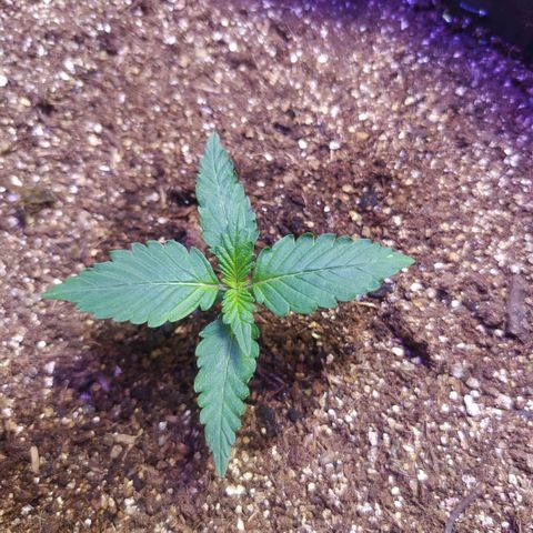Footduck growlog photo: Crescimento bem rápido, folhas vem forte.