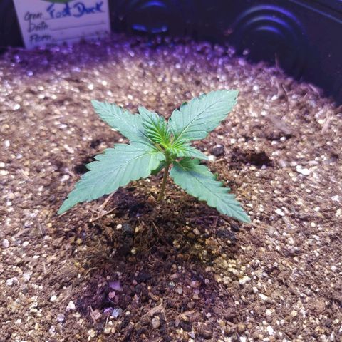 Footduck growlog photo: Crescimento bem rápido, folhas vem forte.