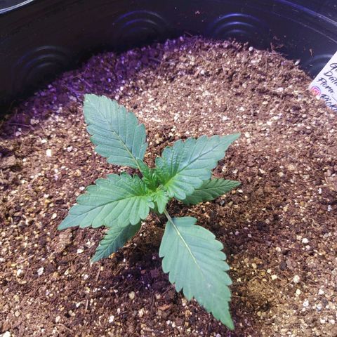 Footduck growlog timeline photo
