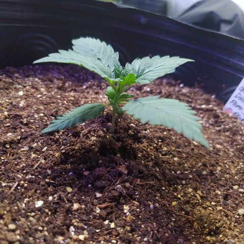 Footduck growlog timeline photo