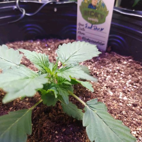 Footduck growlog photo: Os ramos inferiores estão crescendo bem rápido, antes mesmo de ela esticar. 
Talvez fique uma planta baixa porém robusta. 
