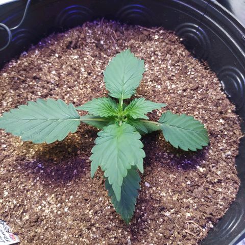 Footduck growlog photo: Os ramos inferiores estão crescendo bem rápido, antes mesmo de ela esticar. 
Talvez fique uma planta baixa porém robusta. 
