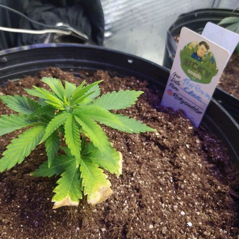Tropicana Banana (Clone¹) growlog photo: Crescimento das raízes deve estar a todo vapor, o crescimento externo aparenta não se desenvolver tão rápido. 
A coloração dela ainda está meio amarelada, colocarei bonkashi em breve para nutrir de início.