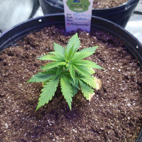 Tropicana Banana (Clone¹) growlog photo: Crescimento das raízes deve estar a todo vapor, o crescimento externo aparenta não se desenvolver tão rápido. 
A coloração dela ainda está meio amarelada, colocarei bonkashi em breve para nutrir de início.