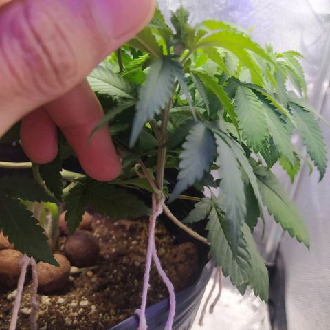 Tropicana Banana  growlog photo: Tropicana está se desenvolvendo muito bem, apesar de aparentar meio mucha acredito que seja por conta da água das regas muito recente. 
Darei um tempo para ela secar bem e depois farei nova rega, talvez mais 3 dias 
