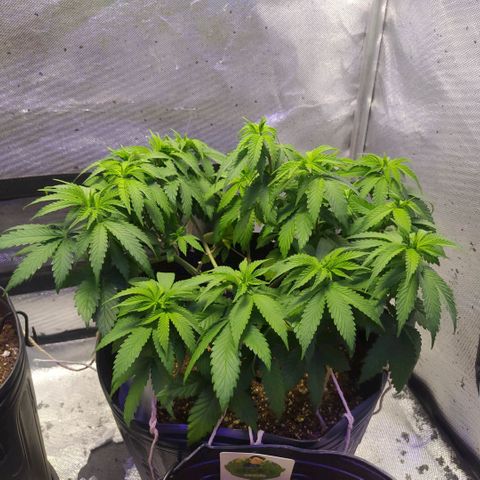 Tropicana Banana  growlog photo: Tropicana está se desenvolvendo muito bem, apesar de aparentar meio mucha acredito que seja por conta da água das regas muito recente. 
Darei um tempo para ela secar bem e depois farei nova rega, talvez mais 3 dias 