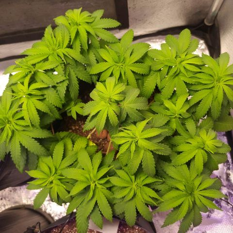 Tropicana Banana  growlog photo: Tropicana está se desenvolvendo muito bem, apesar de aparentar meio mucha acredito que seja por conta da água das regas muito recente. 
Darei um tempo para ela secar bem e depois farei nova rega, talvez mais 3 dias 