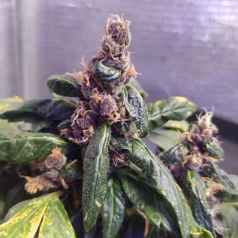 Purple haze growlog timeline photo