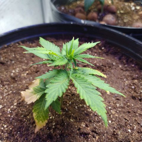 Tropicana Banana (Clone¹) growlog timeline photo