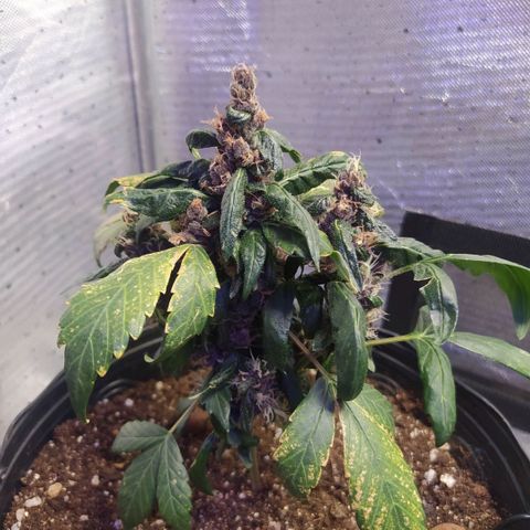 Purple haze growlog timeline photo