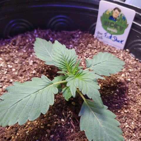 Footduck growlog timeline photo
