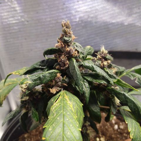 Purple haze growlog timeline photo