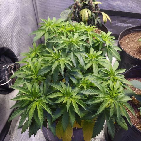 Tropicana Banana  growlog photo: Rega feita com fert biobizz as folhas voltaram a vida e está aparentemente bem forte.