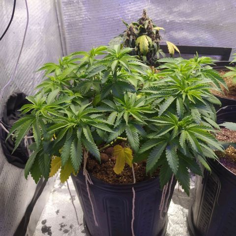 Tropicana Banana  growlog photo: Rega feita com fert biobizz as folhas voltaram a vida e está aparentemente bem forte.