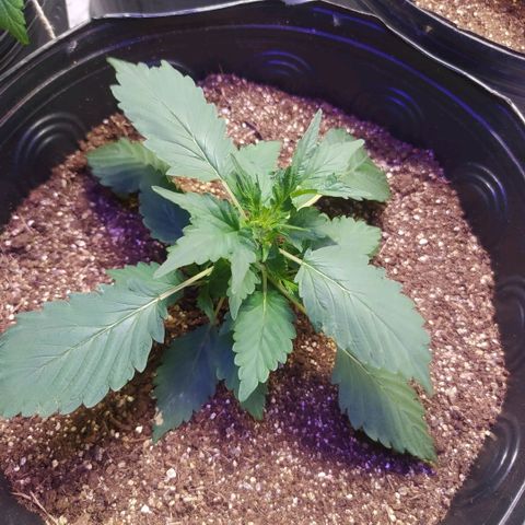 Footduck growlog timeline photo
