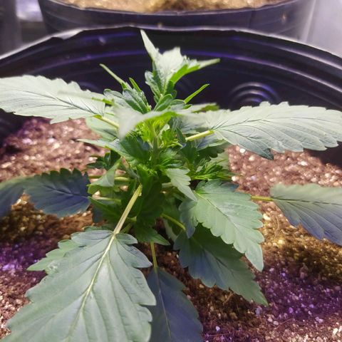 Footduck growlog timeline photo