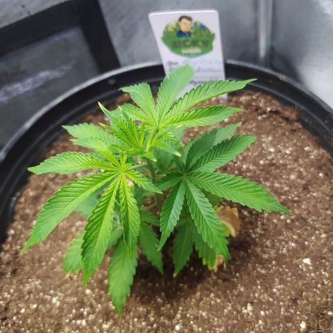 Tropicana Banana (Clone¹) growlog timeline photo