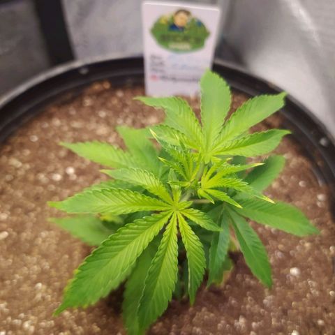 Tropicana Banana (Clone¹) growlog timeline photo