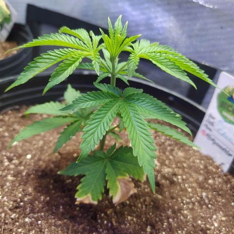 Tropicana Banana (Clone¹) growlog timeline photo