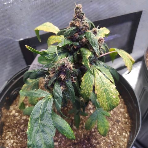 Purple haze growlog timeline photo