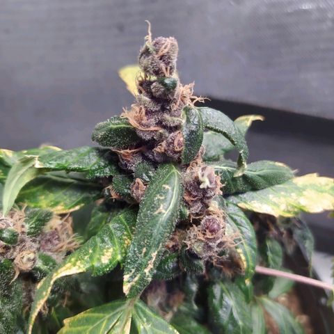Purple haze growlog timeline photo