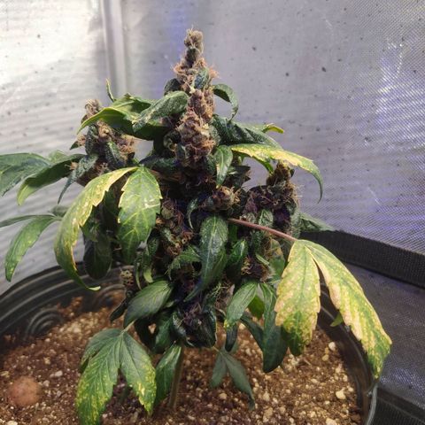 Purple haze growlog timeline photo