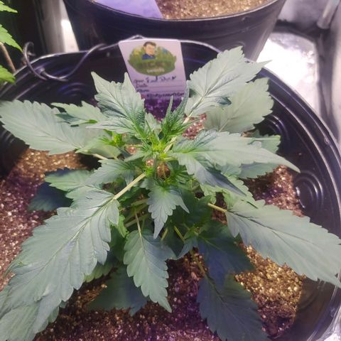 Footduck growlog timeline photo