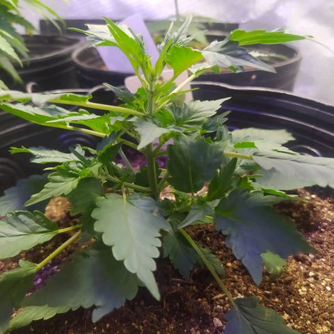 Footduck growlog timeline photo