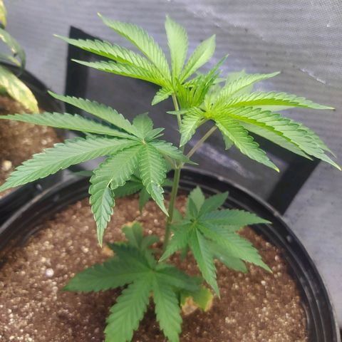 Tropicana Banana (Clone¹) growlog timeline photo