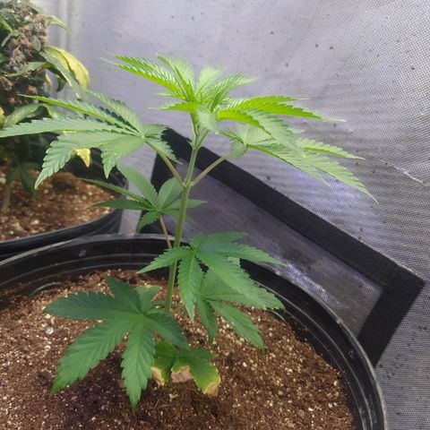 Tropicana Banana (Clone¹) growlog timeline photo