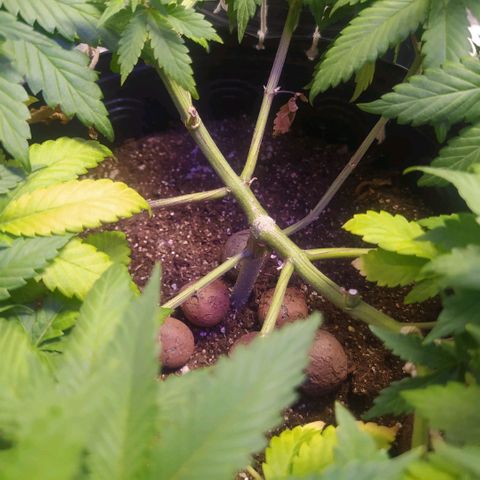 Tropicana Banana  growlog timeline photo