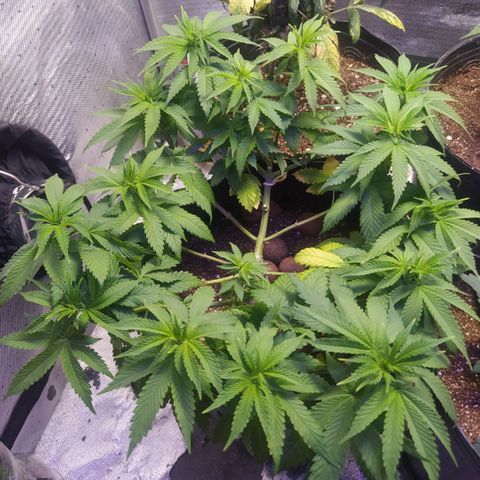 Tropicana Banana  growlog timeline photo