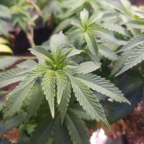 Tropicana Banana  growlog timeline photo